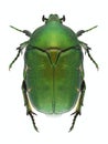 Beetle Protaetia ungarica Royalty Free Stock Photo
