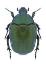 Beetle Protaetia ungarica