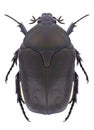 Beetle Protaetia vidua