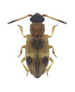 Beetle Psammoecus bipuncatatus