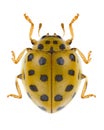 Beetle Psyllobora vigintiduopunctata Royalty Free Stock Photo
