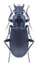 Beetle Pterostichus niger Royalty Free Stock Photo