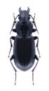 Beetle Pterostichus nigrita Royalty Free Stock Photo