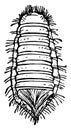 Beetle Pupa, vintage illustration