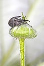 Beetle the Raspberry-strawberry or raspberry weevil