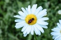 Beetle with red wings on chamomile. Photo of an insect on a white daisy Royalty Free Stock Photo
