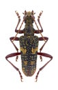 Beetle Rhagium fasciculatum