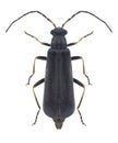 Beetle Rhagonycha femoralis