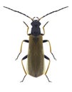 Beetle Rhagonycha femoralis