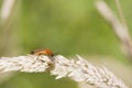 Beetle (Rhagonycha fulva)