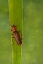 Beetle Rhagonycha fulva