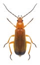 Beetle Rhagonycha fulva
