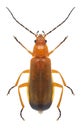 Beetle Rhagonycha fulva Royalty Free Stock Photo