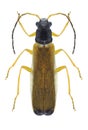 Beetle Rhagonycha lignosa
