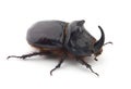 Beetle-rhinoceros