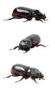 Beetle rhinoceros.