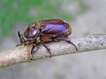 Beetle-rhinoceros (Oryctes nasicornis) Royalty Free Stock Photo