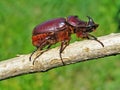 Beetle-rhinoceros (Oryctes nasicornis) Royalty Free Stock Photo