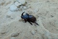 Beetle rhinoceros