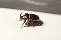 Beetle rhinoceros on white background, macro Royalty Free Stock Photo