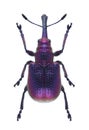 Beetle Rhynchites bacchus