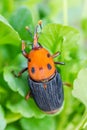 Beetle Rhynchophorus ferrugineus (red palm weevil)