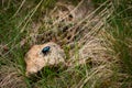 Beetle on a rock in a field Royalty Free Stock Photo