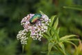 beetle in Romania Royalty Free Stock Photo