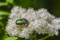 Beetle rose chafer collects nectar on rowan flower Royalty Free Stock Photo