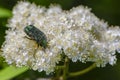 Beetle rose chafer collects nectar on rowan flower Royalty Free Stock Photo