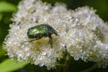 Beetle rose chafer collects nectar on rowan flower Royalty Free Stock Photo