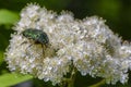 Beetle rose chafer collects nectar on rowan flower Royalty Free Stock Photo