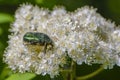 Beetle rose chafer collects nectar on rowan flower Royalty Free Stock Photo
