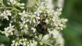 Beetle Rose Chafer or the Green Rose Chafer Cetonia aurata eats on white flowers of Hungarian Lilac Syringa josikaea