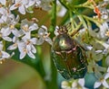 Beetle Rose Chafer or the Green Rose Chafer Cetonia aurata eats on white flowers of Hungarian Lilac Syringa josikaea