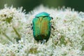 Beetle Rose Chafer or the Green Rose Chafer Cetonia aurata eats on White Umbelliferous Flower Royalty Free Stock Photo