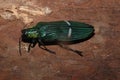 Green jewel beetle catoxantha opulent Buprestis insect closeup Royalty Free Stock Photo