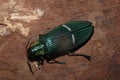 Green jewel beetle catoxantha opulent Buprestis insect closeup Royalty Free Stock Photo