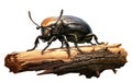 A Beetle's Exoskeleton Bearing Striking Resemblance to Elaborate Armor -Generative Ai