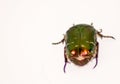Beetle`s image. The golden cetonia Aurata Cetonia is a beetle belonging to the Scrabble family, subfamily Cetoniinae. Royalty Free Stock Photo
