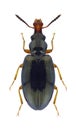 Beetle Salpingus caucasicus