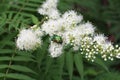 A beetle sat on a blooming lemongrass Royalty Free Stock Photo