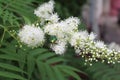 A beetle sat on a blooming lemongrass Royalty Free Stock Photo