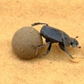 Scarab beetle