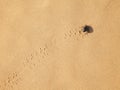 Scarabaeus on sand