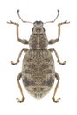 Beetle Sciaphilus asperatus