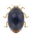 Beetle Scymnus haemorrhoidalis Royalty Free Stock Photo
