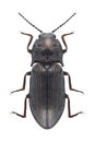 Beetle Selatosomus latus Royalty Free Stock Photo