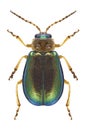 Beetle Sermylassa halensis Royalty Free Stock Photo