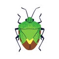 Beetle, shield stink bug, top view. Forest fauna species. Wild small pest animal. Abstract fictional insect. Flat